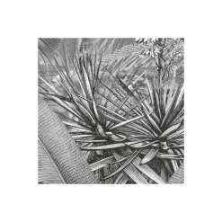 Komar  Vlies Fototapete Amazonia Black & White 400x250 cm