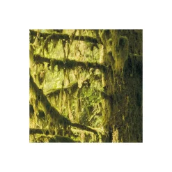 Komar  Vlies Fototapete Ancient World 400x250 cm