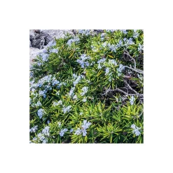 Komar  Vlies Fototapete Bizarre Coast 200x250 cm