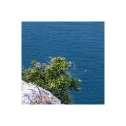 Komar  Vlies Fototapete Bizarre Coast 200x250 cm