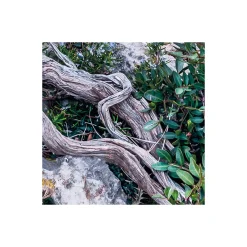 Komar  Vlies Fototapete Bizarre Coast 200x250 cm