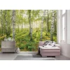 Komar  Vlies Fototapete Birch Trees 400x250 cm