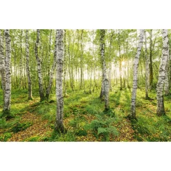 Komar  Vlies Fototapete Birch Trees 400x250 cm