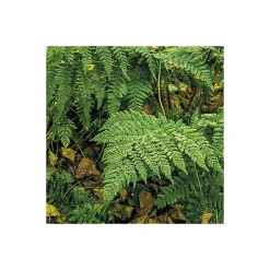 Komar  Vlies Fototapete Birch Trees 400x250 cm