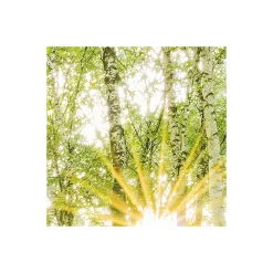 Komar  Vlies Fototapete Birch Trees 400x250 cm