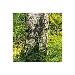 Komar  Vlies Fototapete Birch Trees 400x250 cm