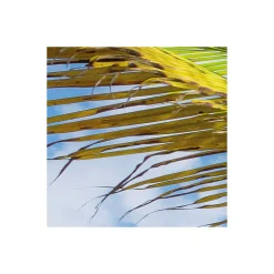 Komar  Vlies Fototapete Caribbean Days II 450x280 cm