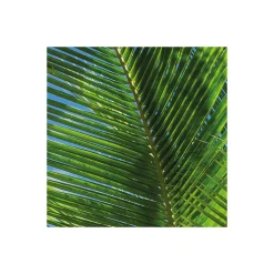 Komar  Vlies Fototapete Caribbean Days II 450x280 cm