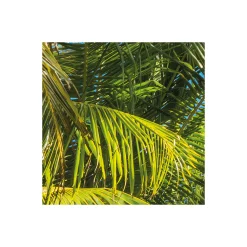 Komar  Vlies Fototapete Coconut Heaven 450x280 cm