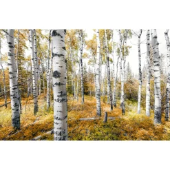 Komar  Vlies Fototapete Colorful Aspenwoods 450x280 cm