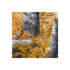 Komar  Vlies Fototapete Colorful Aspenwoods 450x280 cm