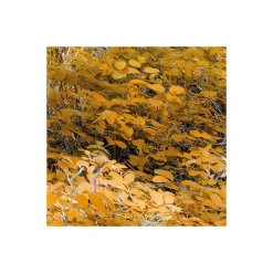 Komar  Vlies Fototapete Colorful Aspenwoods 450x280 cm