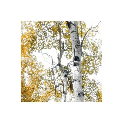 Komar  Vlies Fototapete Colorful Aspenwoods 450x280 cm