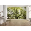 Komar  Vlies Fototapete Der Traumbaum 450x280 cm