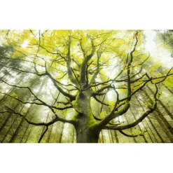 Komar  Vlies Fototapete Der Traumbaum 450x280 cm