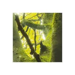 Komar  Vlies Fototapete Der Traumbaum 450x280 cm