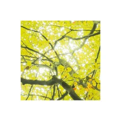 Komar  Vlies Fototapete Der Traumbaum 450x280 cm