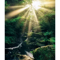 Komar  Vlies Fototapete Divine 200x250 cm