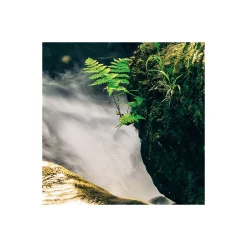 Komar  Vlies Fototapete Divine 200x250 cm