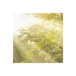 Komar  Vlies Fototapete Divine 200x250 cm