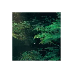 Komar  Vlies Fototapete Divine 200x250 cm