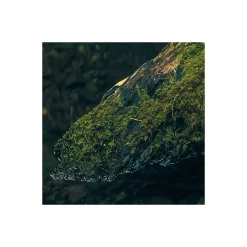 Komar  Vlies Fototapete Elves Cathedral 450x280 cm