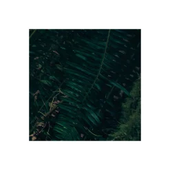 Komar  Vlies Fototapete Elves Cathedral 450x280 cm