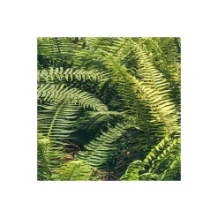 Komar  Vlies Fototapete Elves Cathedral 450x280 cm