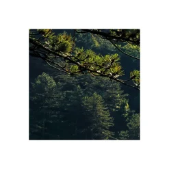 Komar  Vlies Fototapete Elbenpforte 450x280 cm