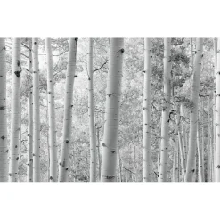 Komar  Vlies Fototapete Espenwald 450x280 cm