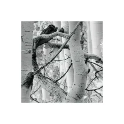 Komar  Vlies Fototapete Espenwald 450x280 cm