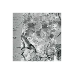 Komar  Vlies Fototapete Espenwald 450x280 cm