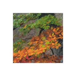 Komar  Vlies Fototapete Euphoria 300x200 cm