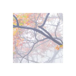 Komar  Vlies Fototapete Euphoria 300x200 cm