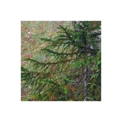 Komar  Vlies Fototapete Euphoria 300x200 cm