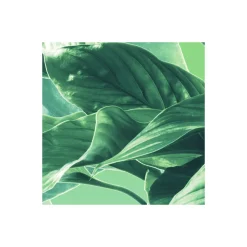 Komar  Vlies Fototapete Evergreen 200x250 cm