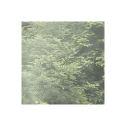 Komar  Vlies Fototapete Forest Land 400x250 cm