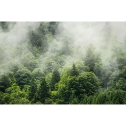 Komar  Vlies Fototapete Forest Land 400x250 cm