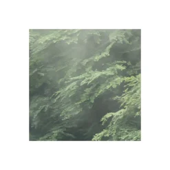 Komar  Vlies Fototapete Forest Land 400x250 cm