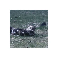 Komar  Vlies Fototapete Ghost Line 400x250 cm