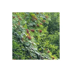 Komar  Vlies Fototapete Glenevin Falls 200x250 cm