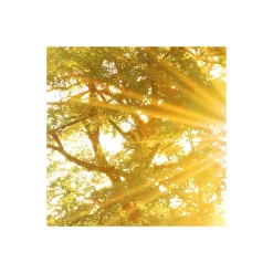 Komar  Vlies Fototapete Golden Moment 400x250 cm