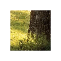 Komar  Vlies Fototapete Golden Moment 400x250 cm