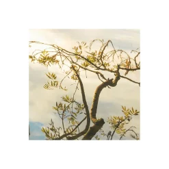 Komar  Vlies Fototapete Golden Embrace 400x250 cm