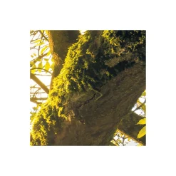 Komar  Vlies Fototapete Golden Embrace 400x250 cm