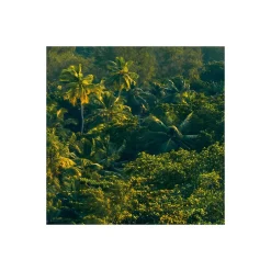 Komar  Vlies Fototapete Golden Air 450x280 cm