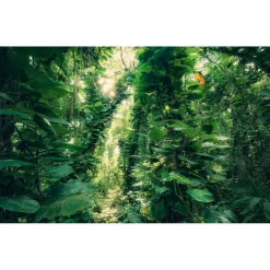 Komar  Vlies Fototapete Green Leaves 450x280 cm