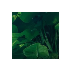 Komar  Vlies Fototapete Green Leaves 450x280 cm