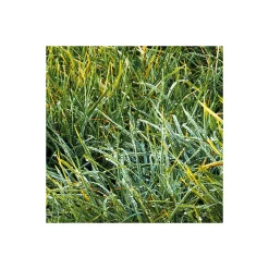 Komar  Vlies Fototapete Himmlisch 450x280 cm