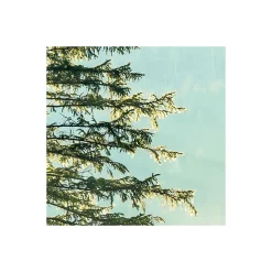 Komar  Vlies Fototapete Indulgence of Beauty 200x250 cm